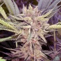 Cannabis seed variety Platinum Scout Feminised Silver