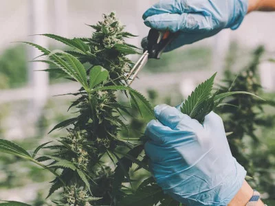 Как снимать урожай марихуаны куба наркотик