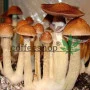 Psilocybe Cubensis spore BURMA