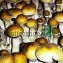 Psilocybe Cubensis spore HUATLA
