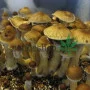 Psilocybe Cubensis spore BRASIL