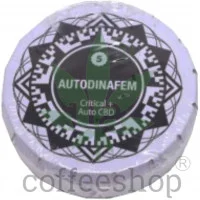 Auto Critical CBD Feminised