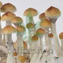 Psilocybe Cubensis spore Amazonian