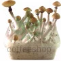 Psilocybe Cubensis spore B+