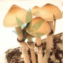 Psilocybe Cubensis spore Ecuador