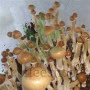 Psilocybe Cubensis spore F+