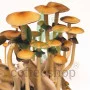 Psylocibe Cubensis Koh Samui