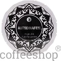 Auto Haze 2.0 Feminised