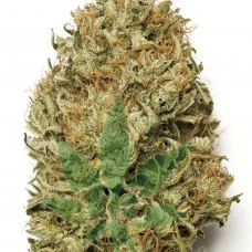 Blue Dream Auto