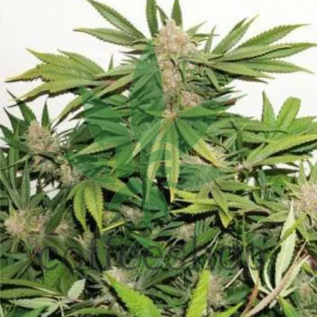 Glueberry OG feminised