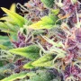 Сорт семян каннабиса Purple Kush от Kannabia Seeds