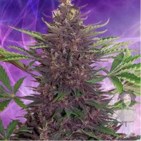 Auto Purple Kush Feminised Silver
