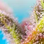 Семена конопли PURPLE PUNCH OG XL AUTO® от Sweet Seeds