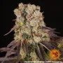 Семена конопли Purple Punch x Lemon Drizzle от Barney's Farm