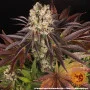 Семена конопли Purple Punch x Lemon Drizzle от Barney's Farm