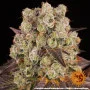 Семена конопли Purple Punch x Lemon Drizzle от Barney's Farm