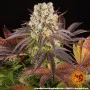 Семена конопли Purple Punch x Lemon Drizzle от Barney's Farm