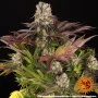 Семена конопли Purple Punch x Lemon Drizzle от Barney's Farm