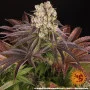 Семена конопли Purple Punch x Lemon Drizzle от Barney's Farm