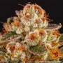 Семена конопли SOUR DIESEL от Barney's Farm