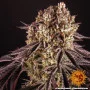 Насіння конопель PURPLE PUNCH від Barney's Farm
