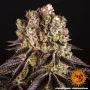 Семена конопли SOUR DIESEL от Barney's Farm
