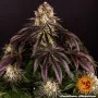Насіння конопель PURPLE PUNCH від Barney's Farm