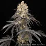 Насіння конопель Rainbow Sherbet від Barney's Farm