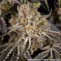 Насіння конопель Rainbow Sherbet від Barney's Farm