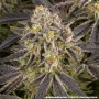 Насіння конопель Rainbow Sherbet від Barney's Farm