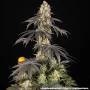 Насіння конопель Rainbow Sherbet від Barney's Farm