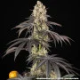 Насіння конопель Rainbow Sherbet від Barney's Farm