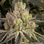 Насіння конопель Rainbow Sherbet від Barney's Farm