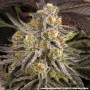 Насіння конопель Rainbow Sherbet від Barney's Farm