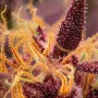 Насіння конопель RED MIMOSA XL AUTO® від Sweet Seeds