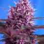 Семена конопли RED POISON AUTO® от Sweet Seeds