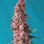 Семена конопли RED PURE AUTO CBD® от Sweet Seeds
