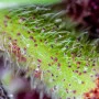 Семена конопли RED PURE AUTO CBD® от Sweet Seeds