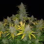 Сорт семян каннабиса Auto Rhino Ryder Feminised Silver