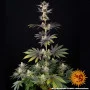 Насіння конопель RS11 x Banana OG від Barney's Farm
