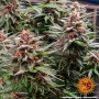 Насіння конопель RUNTZ AUTO від Barney's Farm