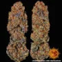 Cannabis seeds Runtz x Layer Cake from Barney's Farm
