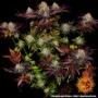 Cannabis seeds Runtz x Layer Cake from Barney's Farm