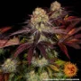 Cannabis seeds Runtz x Layer Cake from Barney's Farm