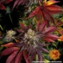 Cannabis seeds Runtz x Layer Cake from Barney's Farm