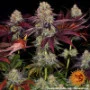 Cannabis seeds Runtz x Layer Cake from Barney's Farm
