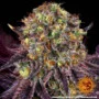 Cannabis seeds Runtz x Layer Cake from Barney's Farm