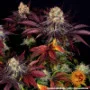 Cannabis seeds Runtz x Layer Cake from Barney's Farm