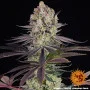 Насіння конопель Runtz від Barney's Farm