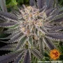 Насіння конопель Runtz від Barney's Farm
